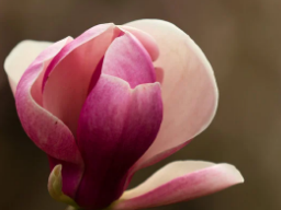 ENERGIESYSTEM DER AFRIKANISCHEN BLUME VUVUSELA EINWEIHUNG