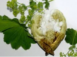 Inhaler Reiki (Kräuter und Engel Heilung)