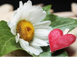 Verbindungslink für Seelenbeziehungen - Privat- & Geschäftsbeziehungen