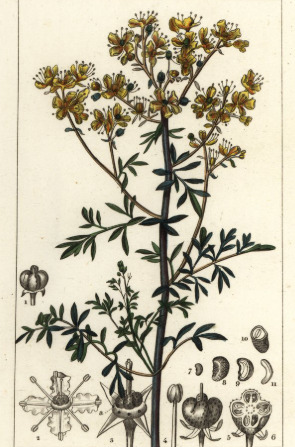 WEINRAUTE ESSENZ - Ätherische Versorgung (Allround-Wirkungen)