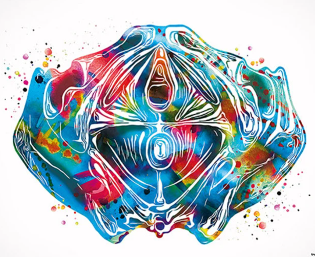 THE ROOT-SACRAL NEURAL ACTIVATION FIELD (Reaktivierung der Nervenintelligenz im Beckenbereich und der neuromuskulären Kontrolle)