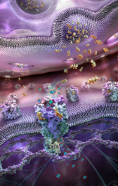 THE NEUROTRANSMITTER ALIGNMENT FIELD (Energetische Umstrukturierung für Stimmungsregulation, Klarheit und emotionale Intelligenz – Ein 3-stufiges System für synaptische Lichtübertragung und innere Signalharmonie)
