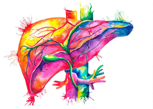 THE LIVER DETOX INTELLIGENCE RESET (2 levels) - (Ein zweistufiges Energiesystem zur Reinigung ohne Überlastung - Leberentgiftung)