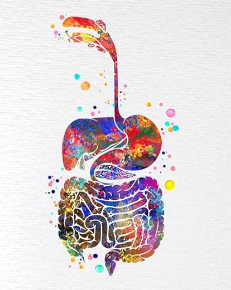 THE GUT BOUNDARY INTEGRITY FRAMEWORK (2 levels) - (Verschluckte Luft als verschluckte Invasion - Darmgesundheit)