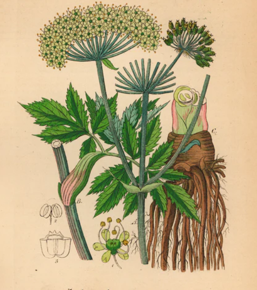 Golden Angelica - Goldene Engelwurz (Goldene Welle gewaltiger magischer Naturkräfte)