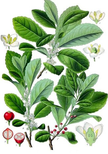 Elixir of Mate Energy - Mate Elixier Energie - (Bringt mächtige Ströme hoher Frequenzen, es bringt Revitalisierung, Stärke, einen klaren Geist und einen starken Willen - Starkes Durchhaltevermögen)