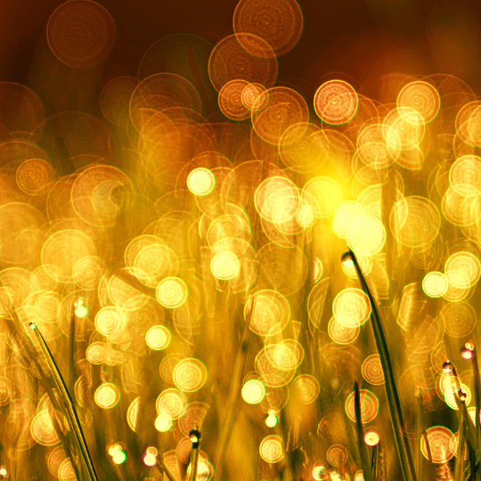 Golden Chocolate (Luxus und Überfluss - goldener Strom)