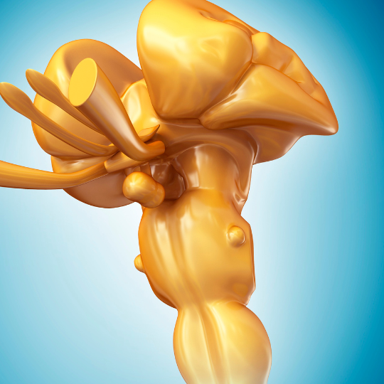 Aktivierung: Die Heilung der Pons - Die Brücke im Stammhirn - nach Natara®