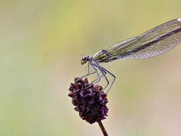 RAINBOW DRAGONFLY REIKI - REGEBOGEN LIBELLE REIKI - Heilung & Liebe