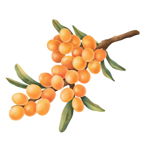 Golden Sea Buckthorn - Goldener Sanddorn (Heilende Energie)