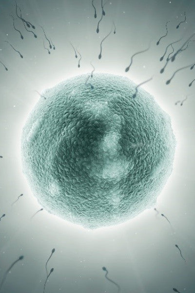 AUFLÖSUNG DER NEGATIVEN EINFLÜSSE WÄHREND DER ZEUGUNG - nach Natara®/Baeyun